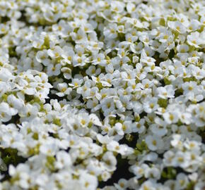 Huseník kavkazský 'Little Treasure White' - Arabis caucasica 'Little Treasure White'