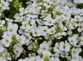 Huseník kavkazský 'Little Treasure White' - Arabis caucasica 'Little Treasure White'
