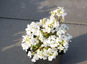 Huseník kavkazský 'Little Treasure White' - Arabis caucasica 'Little Treasure White'