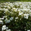 Huseník kavkazský 'Little Treasure White' - Arabis caucasica 'Little Treasure White'