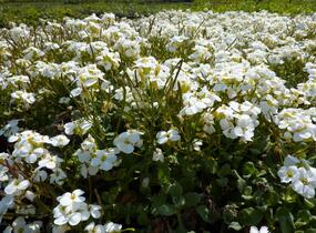 Huseník kavkazský 'Little Treasure White' - Arabis caucasica 'Little Treasure White'
