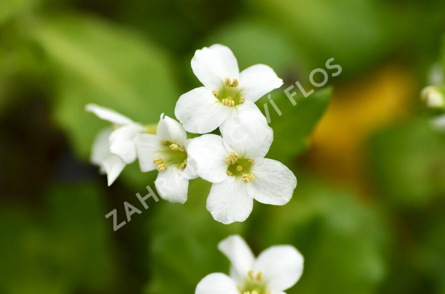 Huseník kavkazský 'Little Treasure White' - Arabis caucasica 'Little Treasure White'