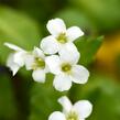 Huseník kavkazský 'Little Treasure White' - Arabis caucasica 'Little Treasure White'