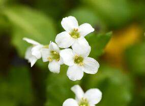 Huseník kavkazský 'Little Treasure White' - Arabis caucasica 'Little Treasure White'
