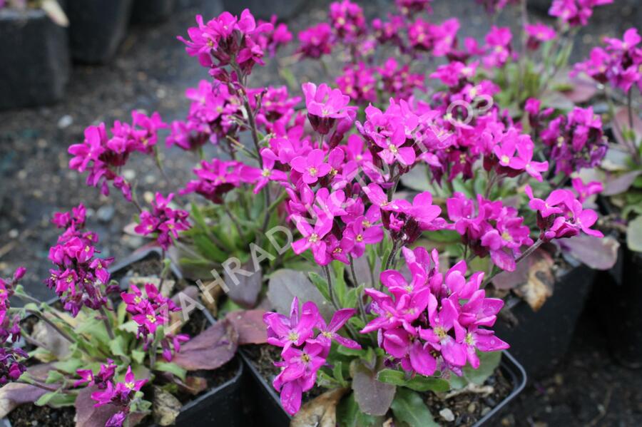 Huseník brvolistý 'Rose Delight' - Arabis blepharophylla 'Rose Delight'