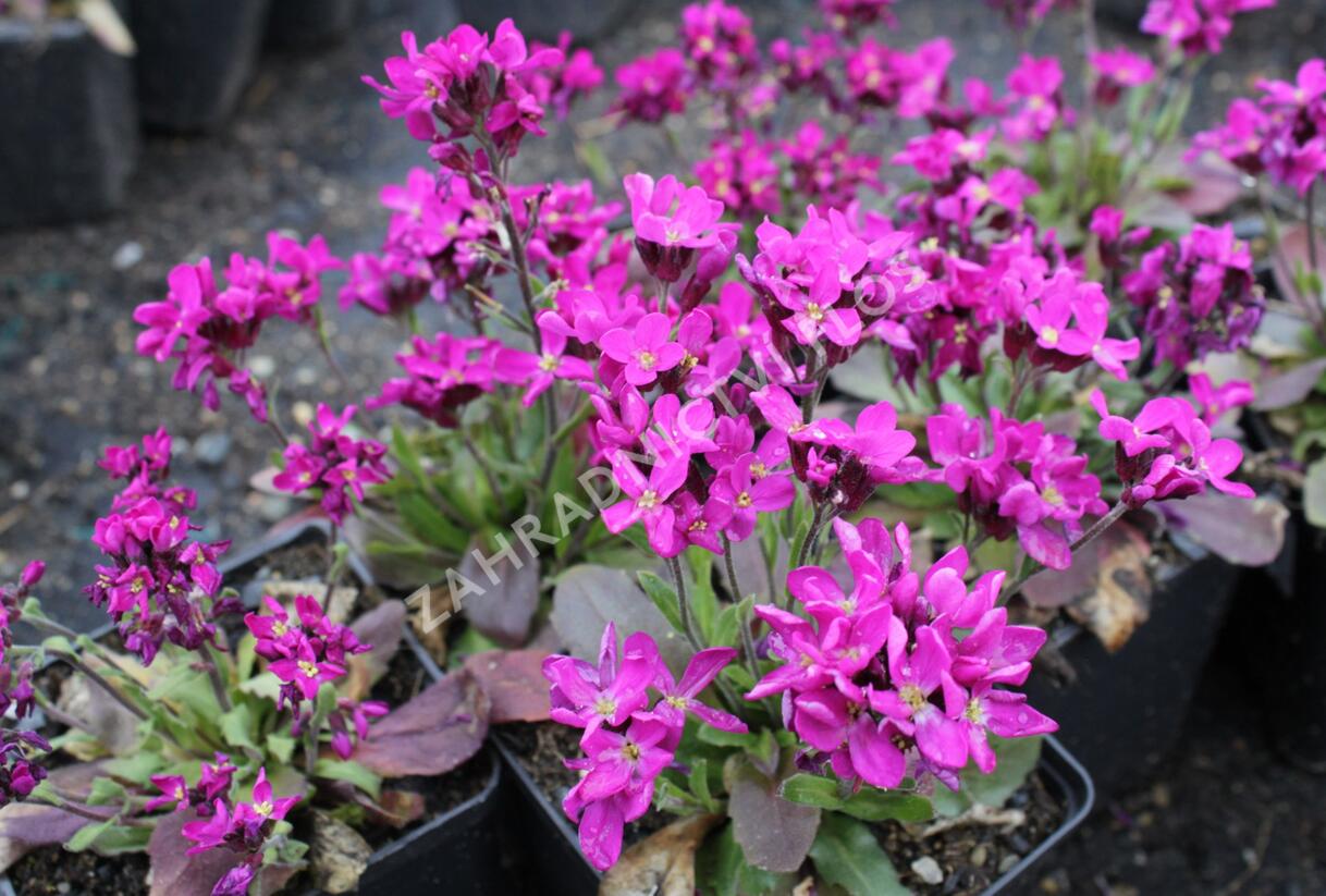 Huseník brvolistý 'Rose Delight' - Arabis blepharophylla 'Rose Delight'