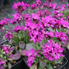 Huseník brvolistý 'Rose Delight' - Arabis blepharophylla 'Rose Delight'