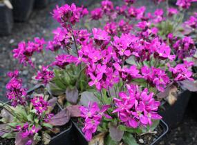 Huseník brvolistý 'Rose Delight' - Arabis blepharophylla 'Rose Delight'