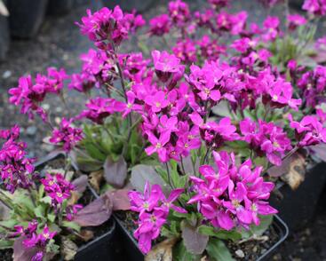 Huseník brvolistý 'Rose Delight'