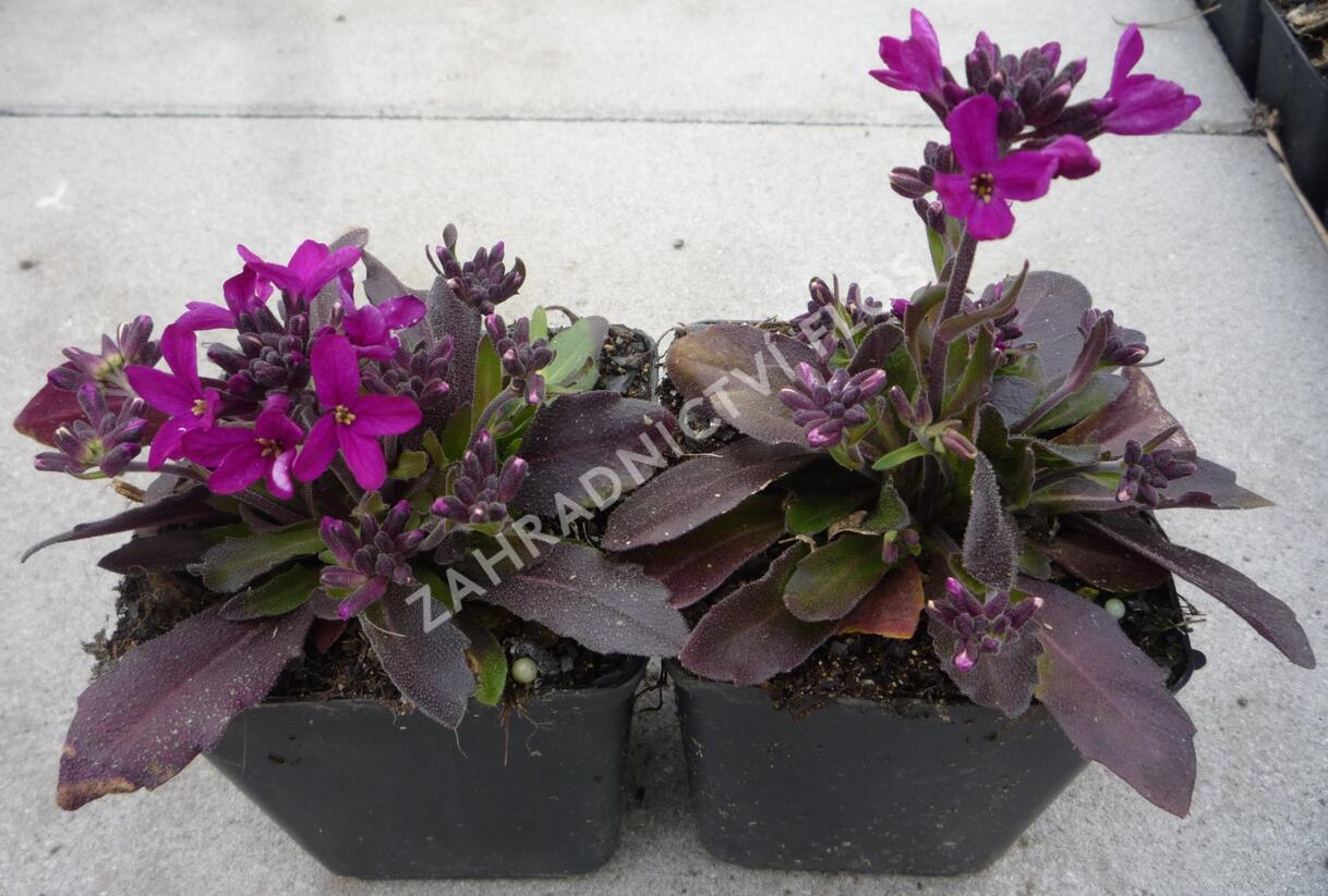 Huseník brvolistý 'Rose Delight' - Arabis blepharophylla 'Rose Delight'
