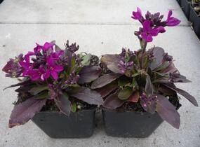 Huseník brvolistý 'Rose Delight' - Arabis blepharophylla 'Rose Delight'