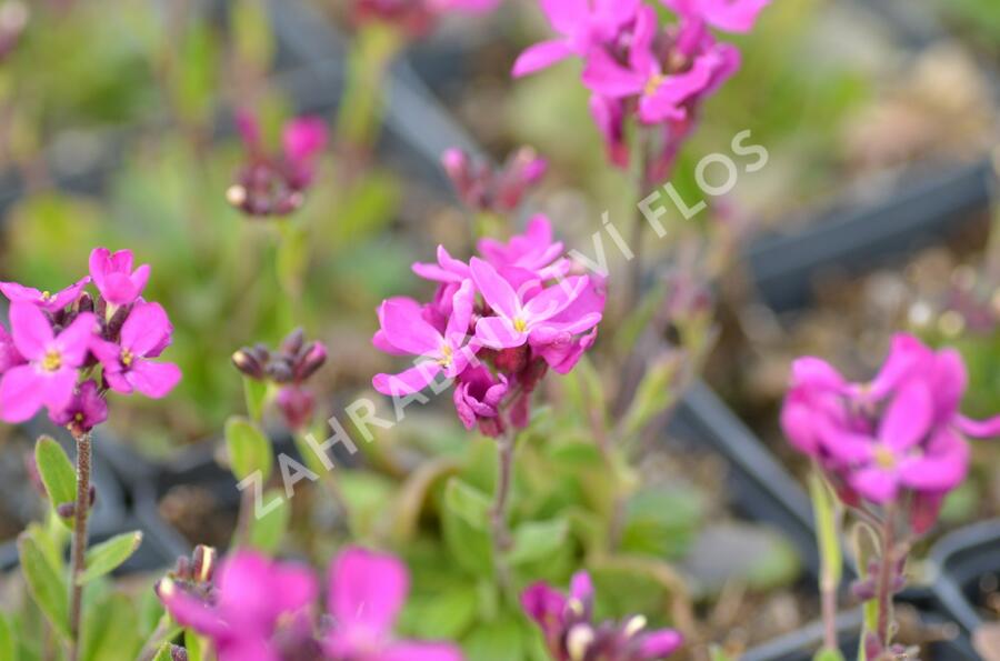 Huseník brvolistý 'Rose Delight' - Arabis blepharophylla 'Rose Delight'