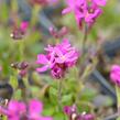 Huseník brvolistý 'Rose Delight' - Arabis blepharophylla 'Rose Delight'