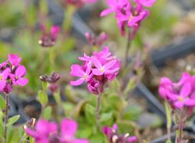 Huseník brvolistý 'Rose Delight' - Arabis blepharophylla 'Rose Delight'