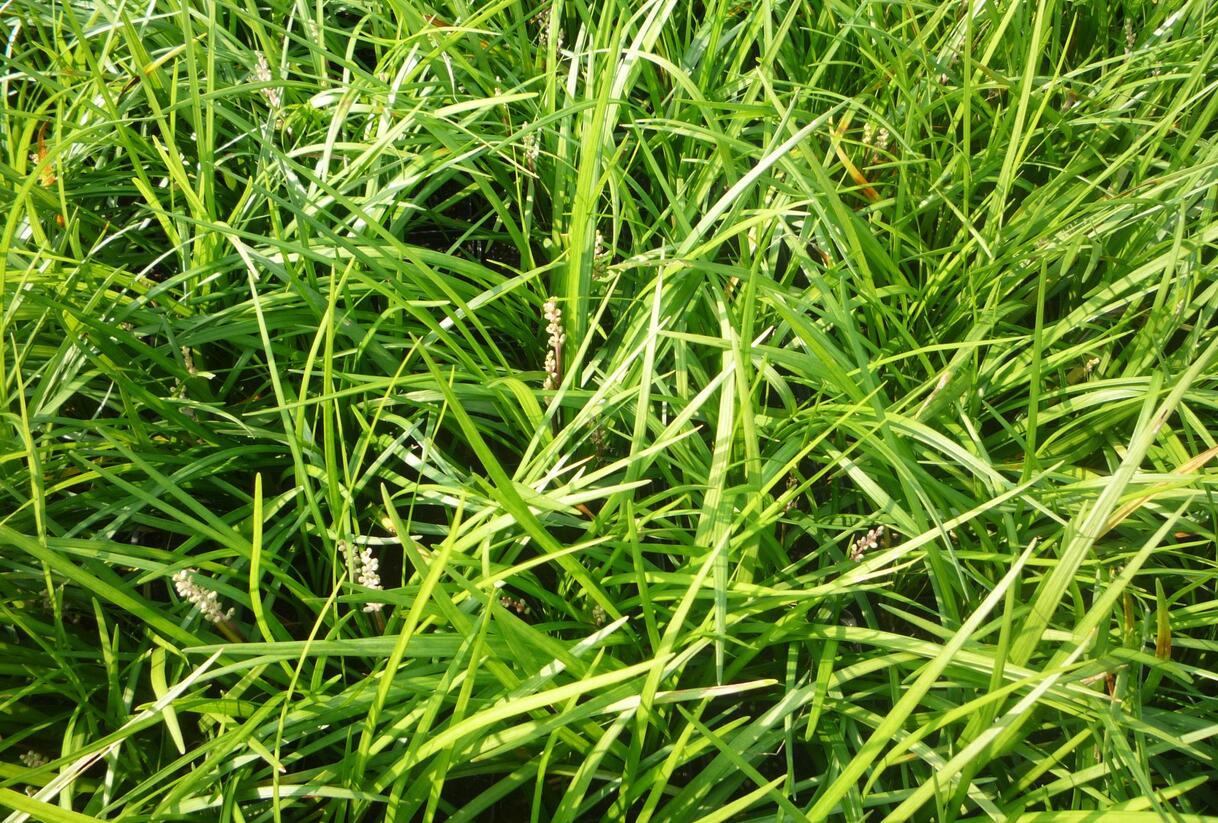 Liriope 'Wildform' - Liriope muscari 'Wildform'