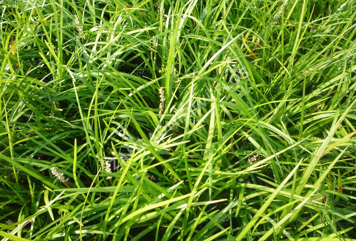Liriope 'Wildform' - Liriope muscari 'Wildform'