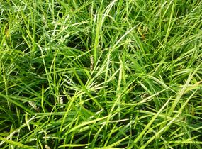 Liriope 'Wildform' - Liriope muscari 'Wildform'