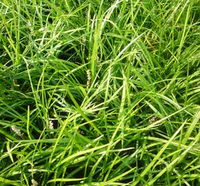 Liriope 'Wildform' - Liriope muscari 'Wildform'