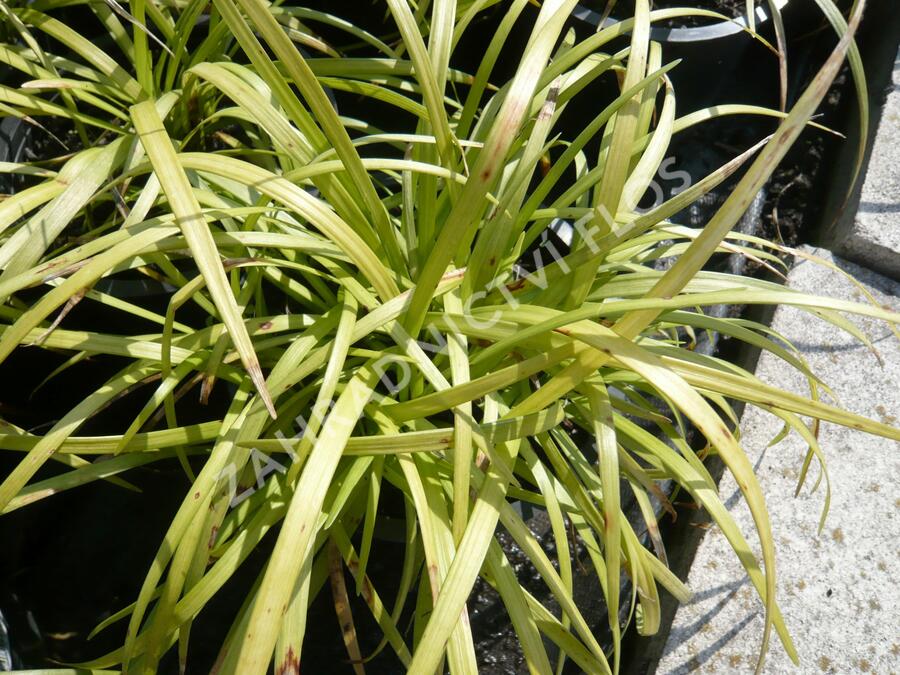 Liriope 'Wildform' - Liriope muscari 'Wildform'