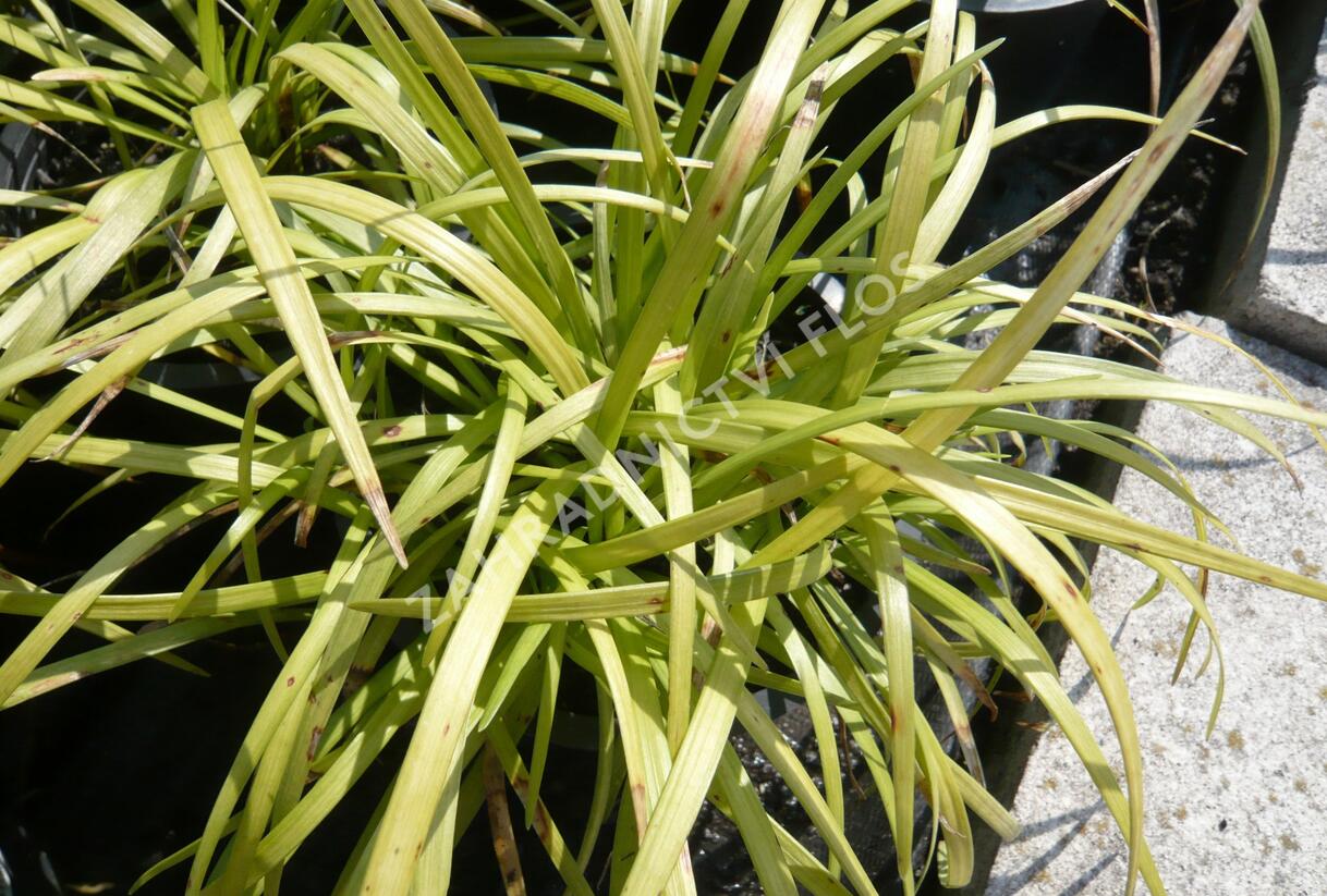 Liriope 'Wildform' - Liriope muscari 'Wildform'