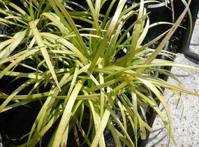 Liriope 'Wildform' - Liriope muscari 'Wildform'