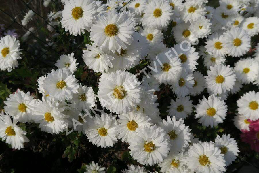 Listopadka indická 'Schneewittchen' - Dendranthema indicum 'Schneewittchen'