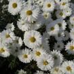 Listopadka indická 'Schneewittchen' - Dendranthema indicum 'Schneewittchen'