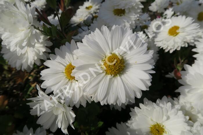 Listopadka indická 'Schneewittchen' - Dendranthema indicum 'Schneewittchen'