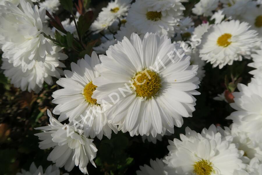Listopadka indická 'Schneewittchen' - Dendranthema indicum 'Schneewittchen'