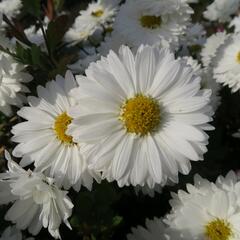 Listopadka indická 'Schneewittchen' - Dendranthema indicum 'Schneewittchen'