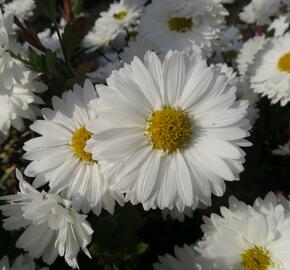 Listopadka indická 'Schneewittchen' - Dendranthema indicum 'Schneewittchen'