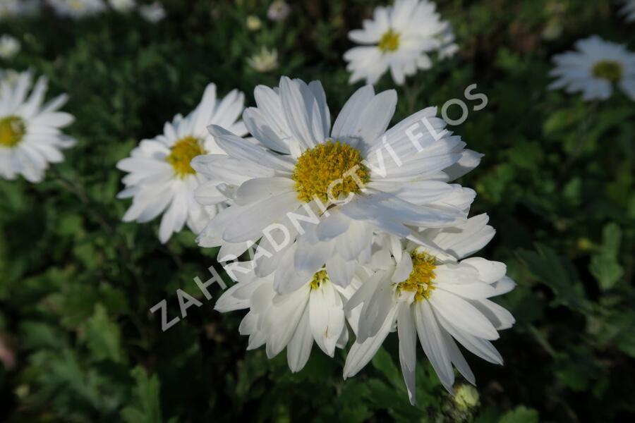 Listopadka indická 'Schneewittchen' - Dendranthema indicum 'Schneewittchen'