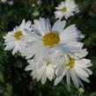 Listopadka indická 'Schneewittchen' - Dendranthema indicum 'Schneewittchen'