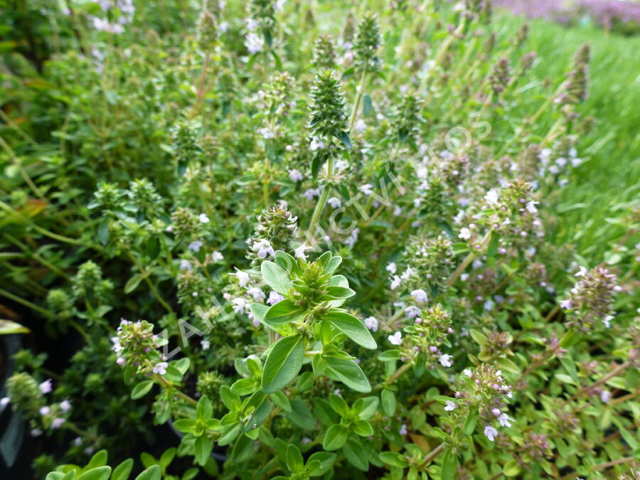 Mateřídouška vejčitá - Thymus pulegioides