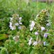 Mateřídouška vejčitá - Thymus pulegioides