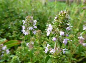 Mateřídouška vejčitá - Thymus pulegioides
