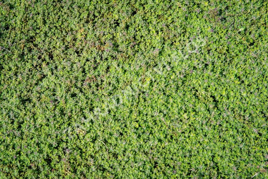 Mateřídouška 'Woody' - Thymus pseudolanuginosus 'Woody'