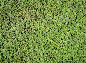 Mateřídouška 'Woody' - Thymus pseudolanuginosus 'Woody'