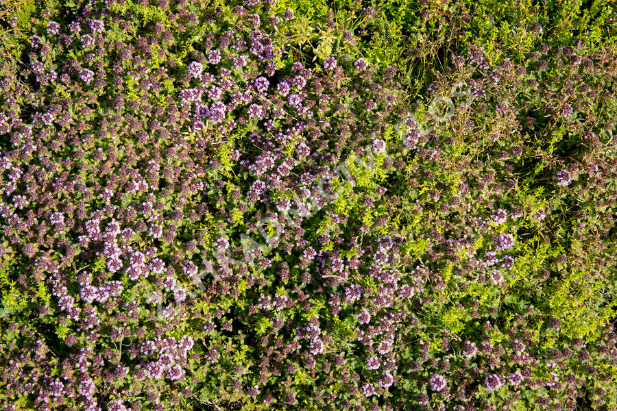 Mateřídouška 'Woody' - Thymus pseudolanuginosus 'Woody'