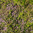 Mateřídouška 'Woody' - Thymus pseudolanuginosus 'Woody'