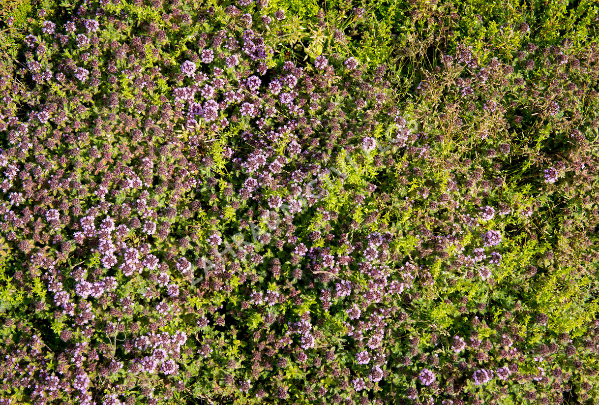 Mateřídouška 'Woody' - Thymus pseudolanuginosus 'Woody'