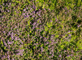 Mateřídouška 'Woody' - Thymus pseudolanuginosus 'Woody'