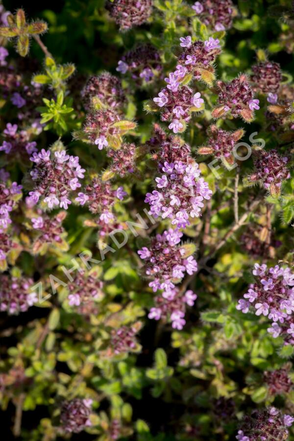 Mateřídouška 'Woody' - Thymus pseudolanuginosus 'Woody'