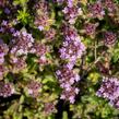 Mateřídouška 'Woody' - Thymus pseudolanuginosus 'Woody'