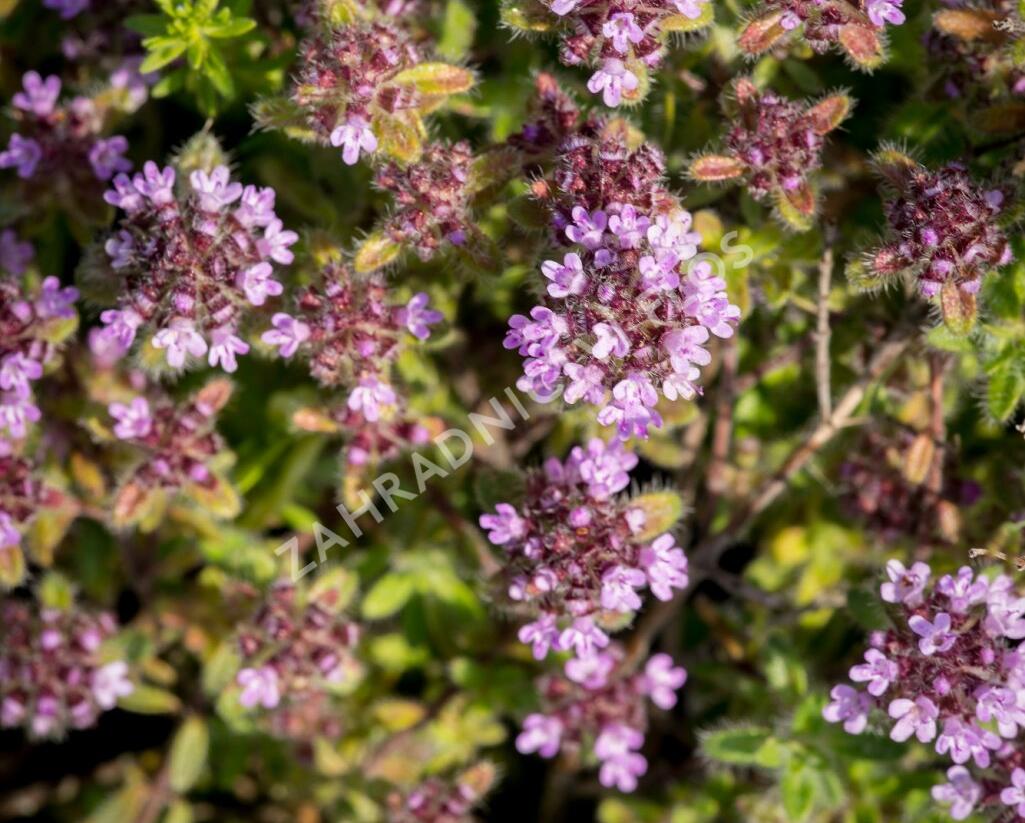 Mateřídouška 'Woody' - Thymus pseudolanuginosus 'Woody'