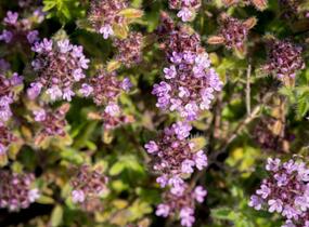 Mateřídouška 'Woody' - Thymus pseudolanuginosus 'Woody'