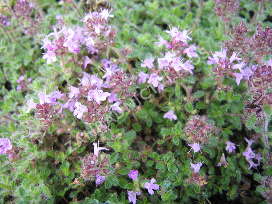 Mateřídouška 'Woody' - Thymus pseudolanuginosus 'Woody'