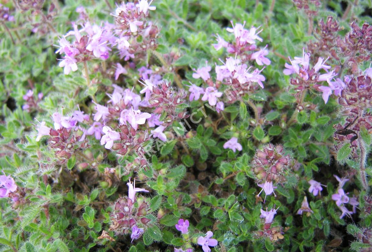 Mateřídouška 'Woody' - Thymus pseudolanuginosus 'Woody'