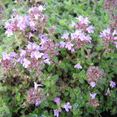 Mateřídouška 'Woody' - Thymus pseudolanuginosus 'Woody'