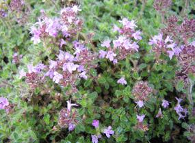 Mateřídouška 'Woody' - Thymus pseudolanuginosus 'Woody'